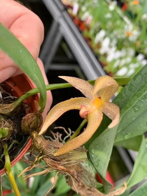 Bulbophyllum Memoria Karen McDonald (Bulbophyllum)