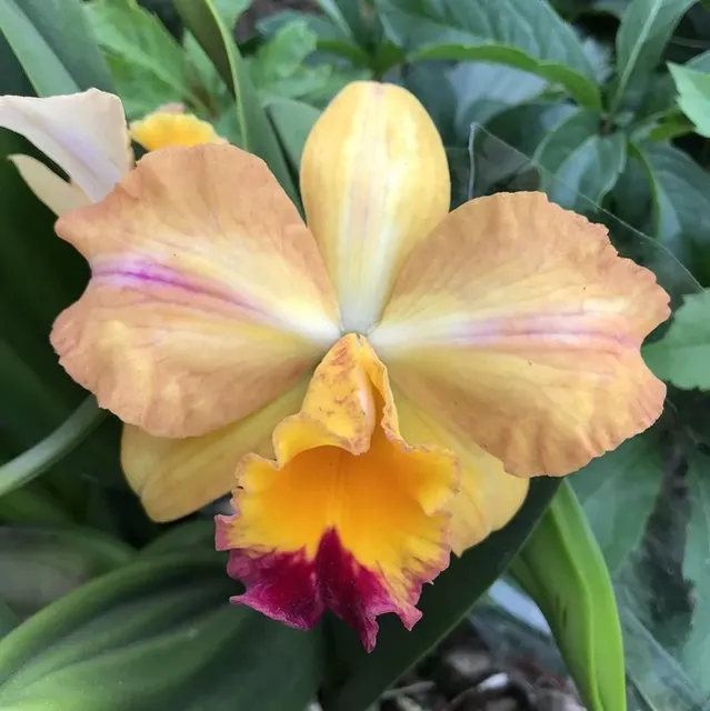 Sophrolaeliocattleya Munekasu's Girl Splash