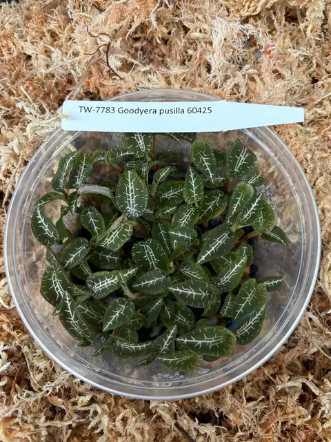 Goodyera pusilla (Goodyera)