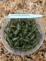 FLASK Goodyera pusilla JEWEL ORCHID
