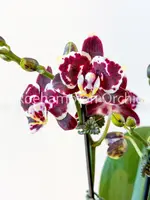 Phal. Lioulin Sparrow — Blooming size