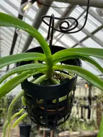 Vanda Violeta