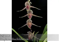Paph. rothschildianum (rothschildianum 'Gold Star' SM/TOGA x rothschildianum ' Rex' FCC/AOS)