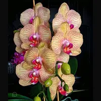 Phalaenopsis Orchid Showpiece - Mature Plant