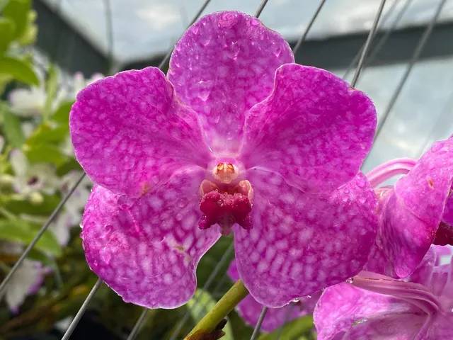 Vanda Pakchong Blue Pink 2n x Pacharee Delight 4n