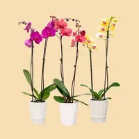 Phalaenopsis Orchids Assorted Colors in a 5" Deco Pot - 10 Plants per box - Free Shipping