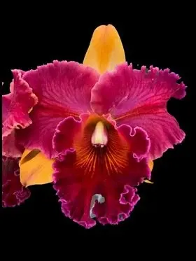 Rhyncholaeliocattleya Hall of Fame