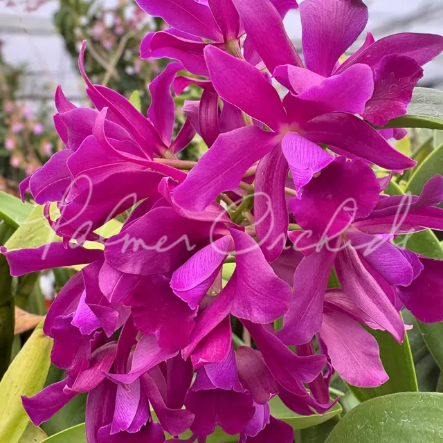 Cattleya Bactia 'Grape Wax'