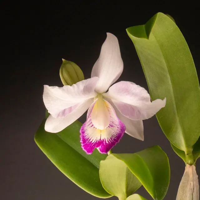 Cattleya Spring Fragrance