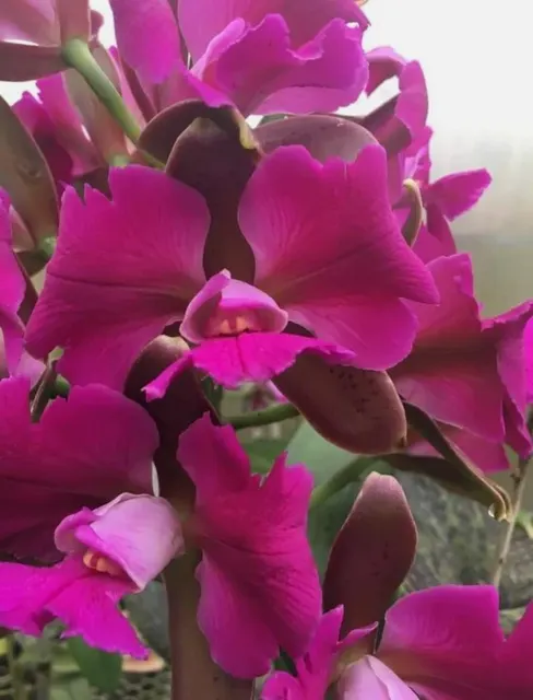 Cattleya leopoldii peloric x (Cattleya)