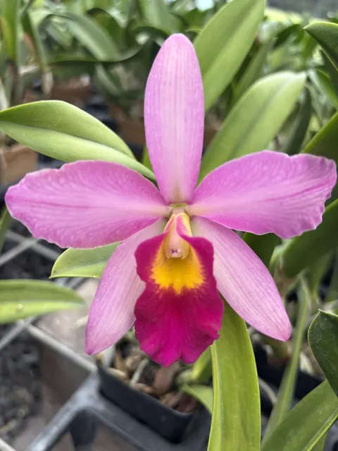 Brassocattleya Endless Summer (Brassocattleya)