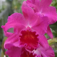 Slc. Anzac `Orchidhurst' FCC/RHS Cattleya Orchid 4" Pot