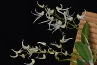 Dockrillia linguiformis — Blühfähige Pflanze