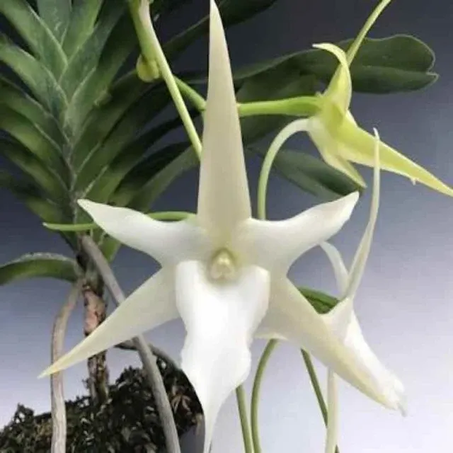 Angraecum sesquipedale var.bosserii spp (Angraecum)