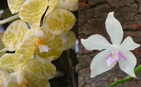 Phalaenopsis gigantea x fimbriata
