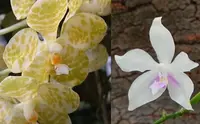 Phalaenopsis (gigantea x fimbriata)