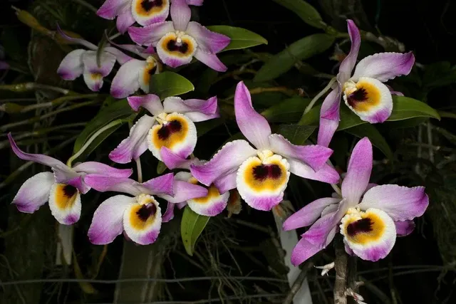 Dendrobium findlayanum oculatum 'Spitskop' (Dendrobium)