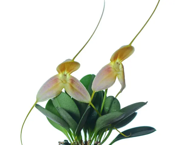 Masdevallia cloesii (Masdevallia)