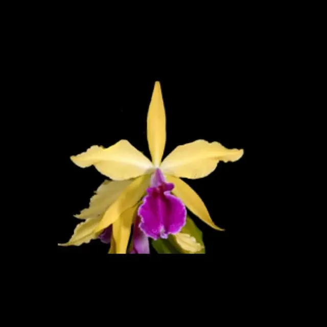 Cattleya dowiana var. aurea x tenebrosa var. aurea
