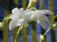 Dendrobium-kingianum v.album — Other Plants
