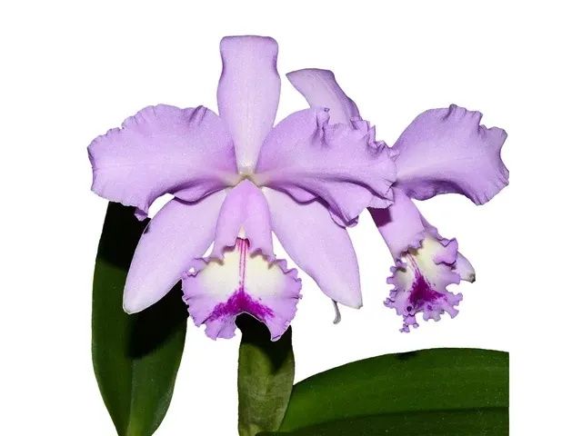 Cattleya Kiss Me (Cattleya)