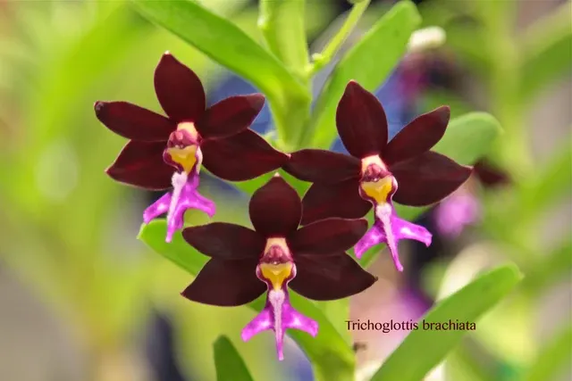Trichoglottis brachiata (Trichoglottis)