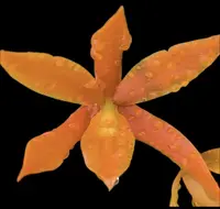 Guaricyclia QF 'Alani Pua Orchid Plant - Aurantiaca - Bare Root - Vibrant Orange Blossom - Orchid Care Available