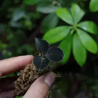 Anoectochilus 'Black Swan' Jewel Orchid