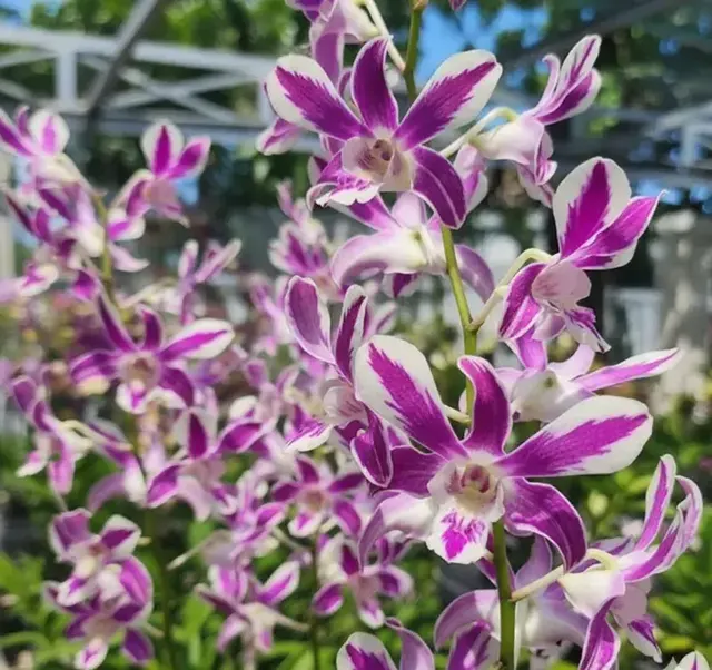 Dendrobium Caesar Stripe Splash 5% Medium Size (Dendrobium)