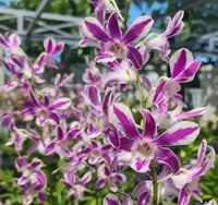 Dendrobium Caesar Stripe Splash 5% Medium Size