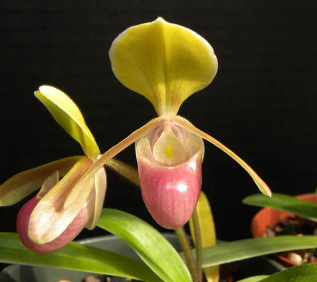 Paphiopedilum helenae sibling cross (Paphiopedilum)