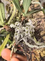 Diaphananthe millarii