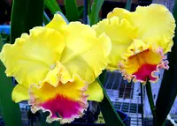 T-5197 Blc. Goldenzelle 'Lemon Chiffon'