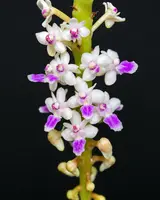 Smitinandia micrantha – Blooming Size