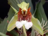Coelogyne speciosa - FRAGRANT