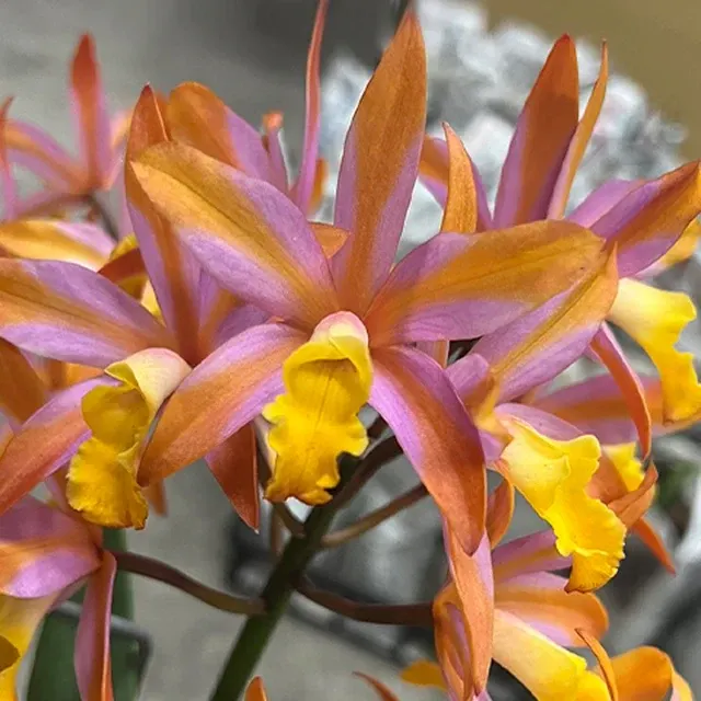 Cattleya Magic Bell 'New Trick' (Cattleya)