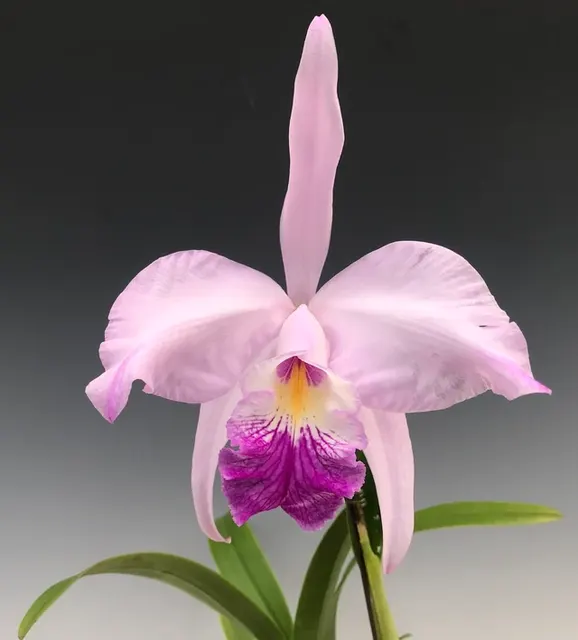 Laeliocattleya Juno (Laeliocattleya)