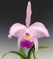 Laeliocattleya Juno (C. mossiae x L. speciosa)