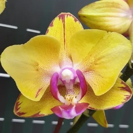 Phalaenopsis Sweet Girl