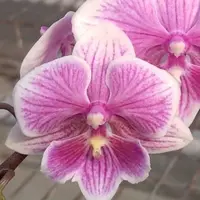 Phalaenopsis Ching Ann Vichris Dress 2.5"