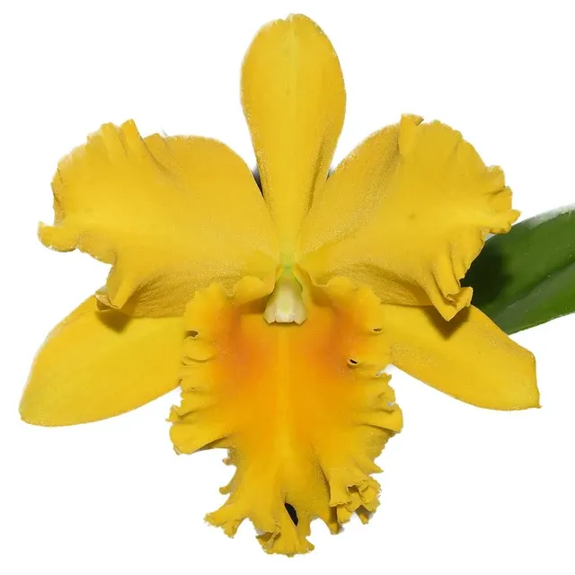 Rhyncattleanthe Haw Yuan Gold Yk#2 (Rhyncattleanthe)