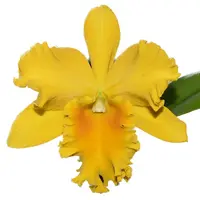 Rhyncattleanthe Haw Yuan Gold Yk#2