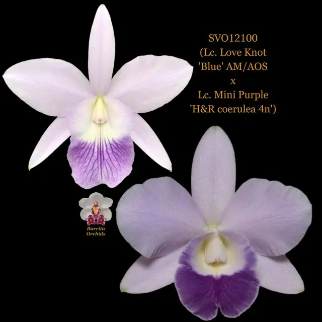 Laeliocattleya Mini Love (Laeliocattleya)
