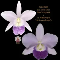 Cattleya Orchid Hybrid SVO12100 (Lc. Love Knot 'Blue' AM/AOS x Lc. Mini Purple 'H&R coerulea 4n')