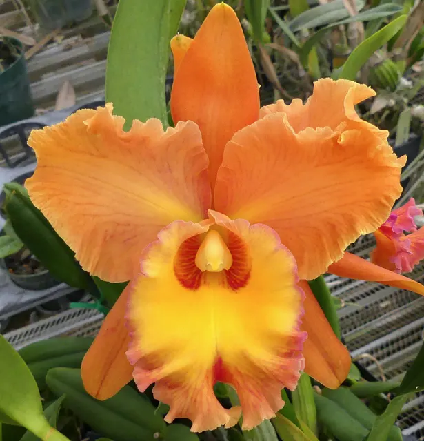 Rhyncholaeliocattleya Star Of Siam (Rhyncholaeliocattleya)