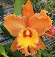 Rlc. Star of Siam.