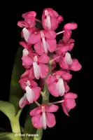 Dyakia hendersoniana