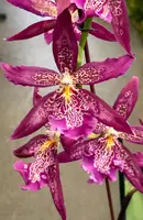 Beallara Marfitch 'Howard's Dream, blooming size (not in spike/flower)