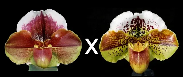 Paphiopedilum Eastern Monarch 'Moon Spots' x Kinzua 'Buffo' (Paphiopedilum)