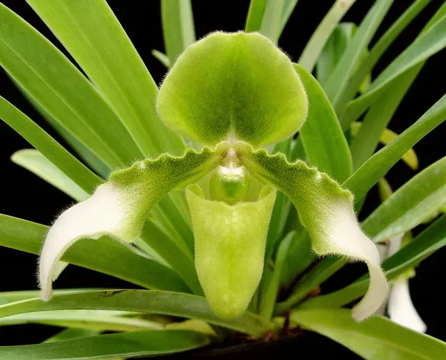 Paphiopedilum hirsutissimum var album